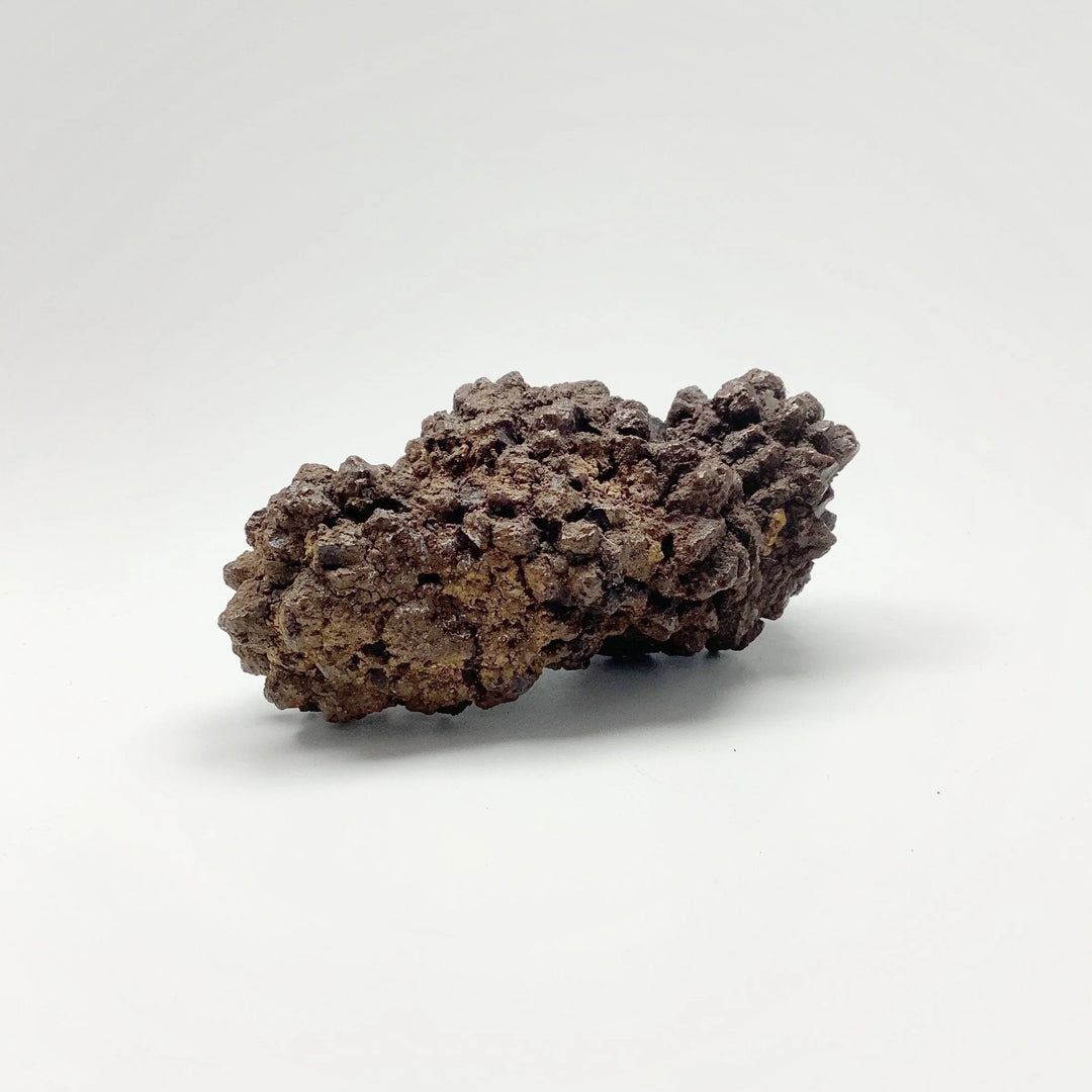 Coprolite - Rocks and Gems Canada