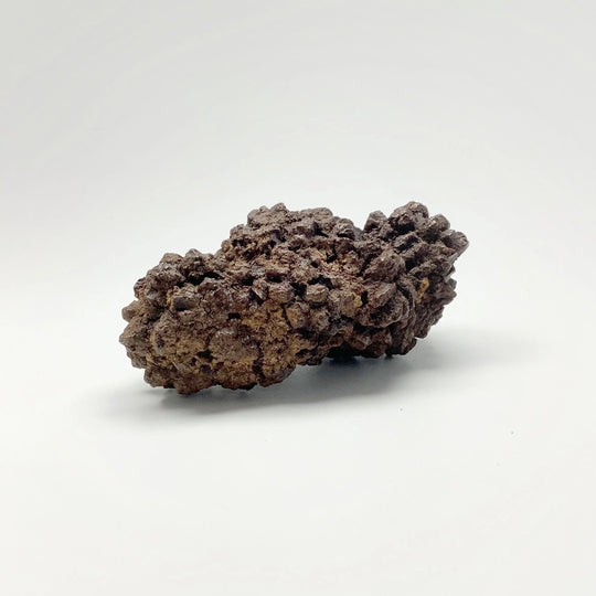 Coprolite - Rocks and Gems Canada