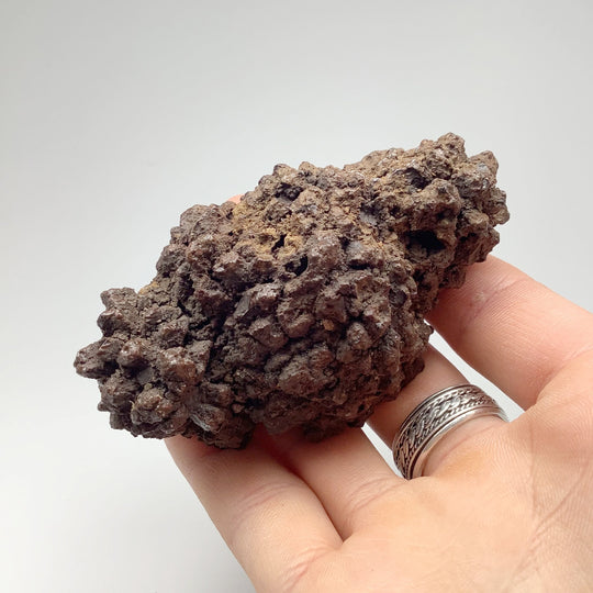 Coprolite - Rocks and Gems Canada