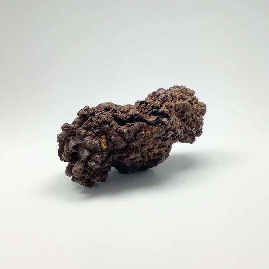 Coprolite - Rocks and Gems Canada