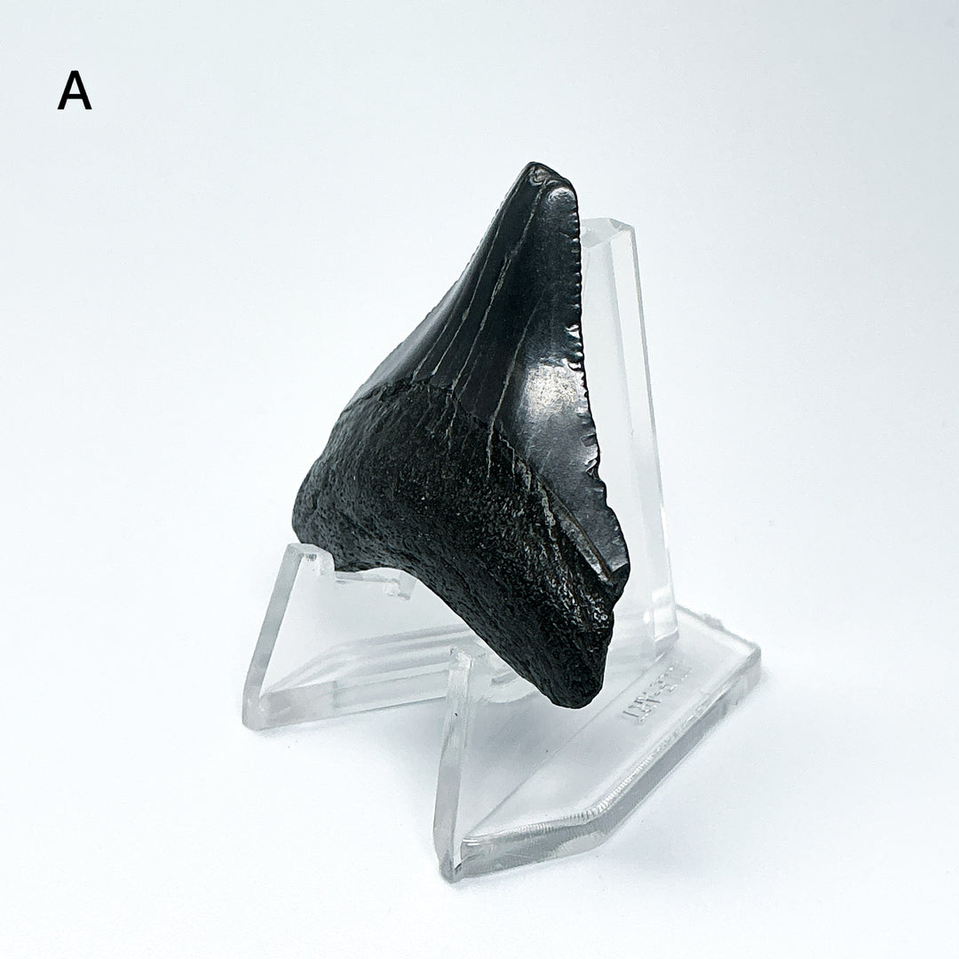 Fossilized Shark Tooth Specimen: Carcharodon Megalodon