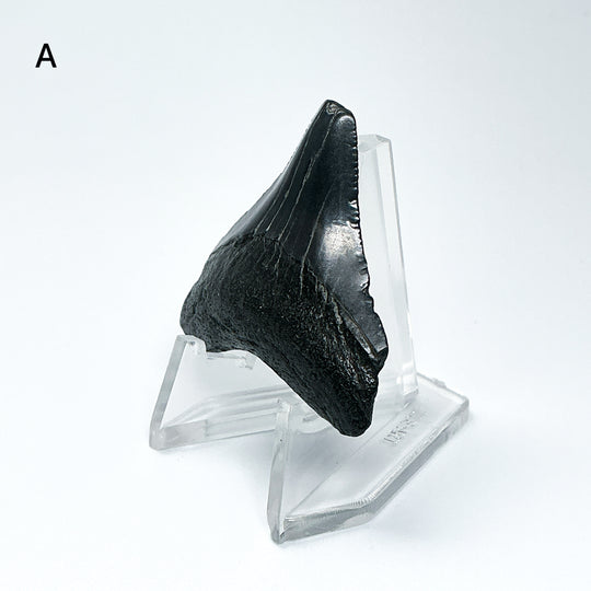 Fossilized Shark Tooth Specimen: Carcharodon Megalodon