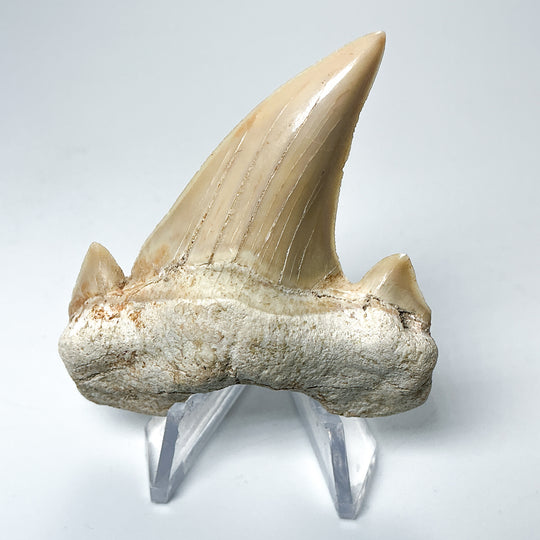 Fossilized Otodus/Lamna Shark Tooth Specimen