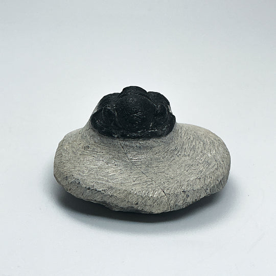 Trilobite Proetus Fossil