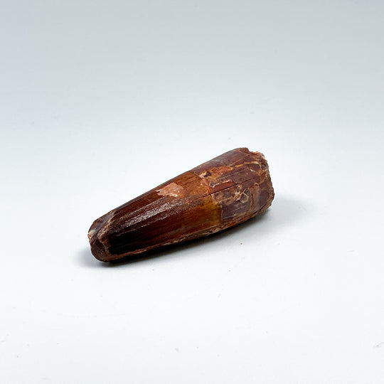 Fossilized Spinosaurus Tooth Specimen