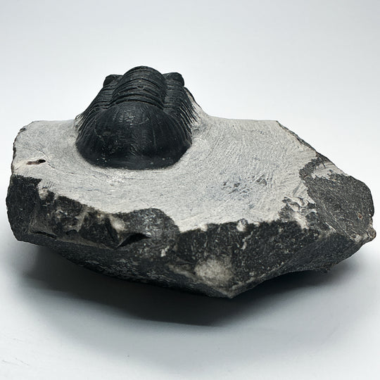 Trilobite Paralajurus Fossil