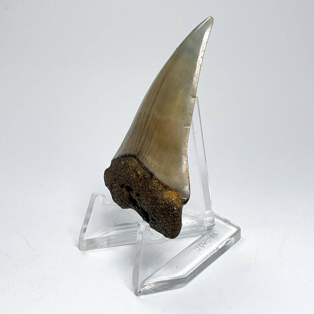 Fossilized Shark Tooth Specimen: Extinct Great White Shark