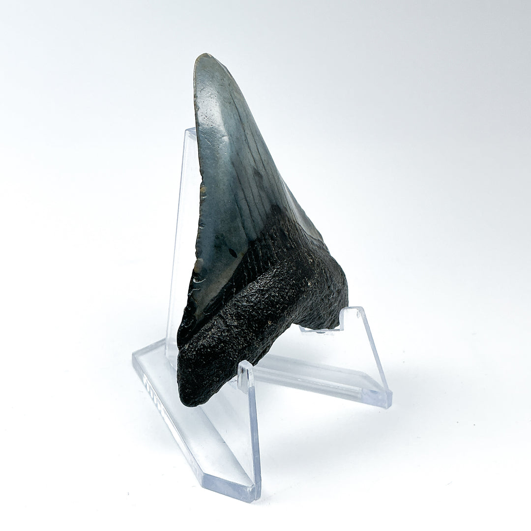 Fossilized Shark Tooth Specimen: Carcharodon Megalodon - Rocks and Gems Canada