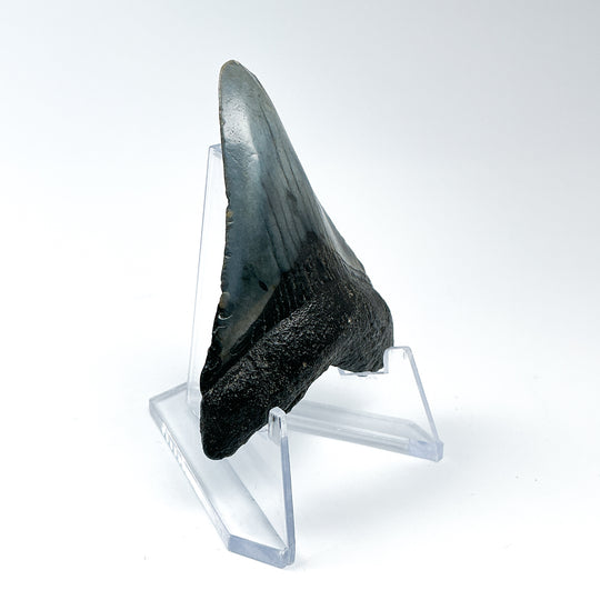 Fossilized Shark Tooth Specimen: Carcharodon Megalodon - Rocks and Gems Canada
