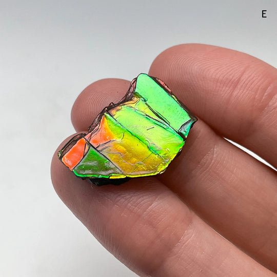Ammolite Specimen