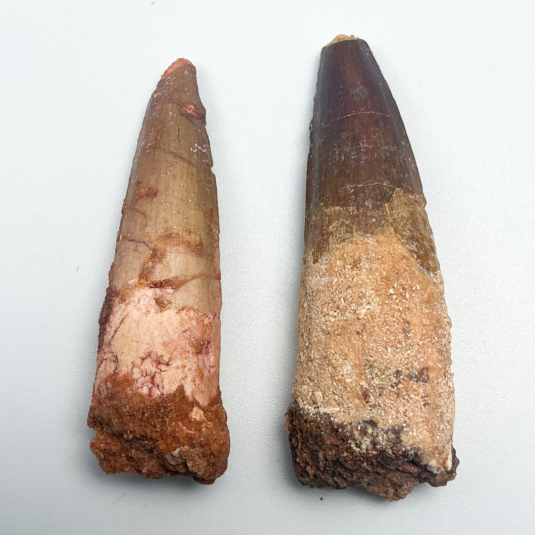 Fossilized Spinosaurus Tooth Specimen