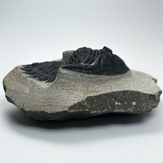 Trilobite Hollardops Fossil
