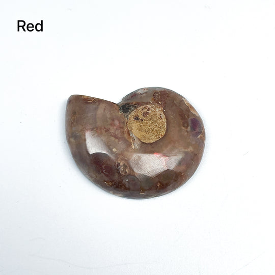 Chambered Ammonite - Rocks and Gems Canada