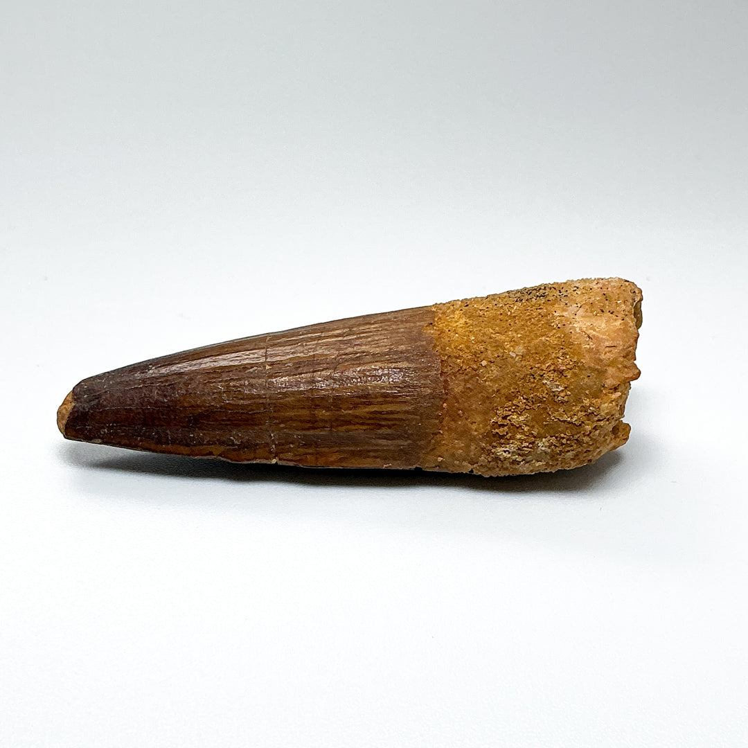 Fossilized Spinosaurus Tooth Specimen