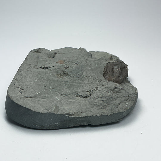 Trilobite Flexicalymene Fossil