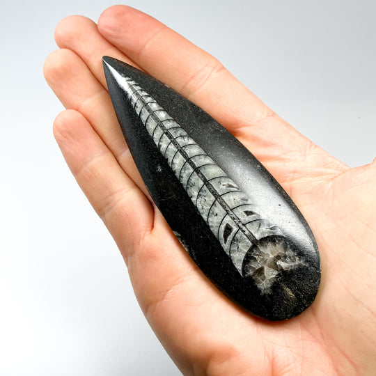 Polished Orthoceras Fossil