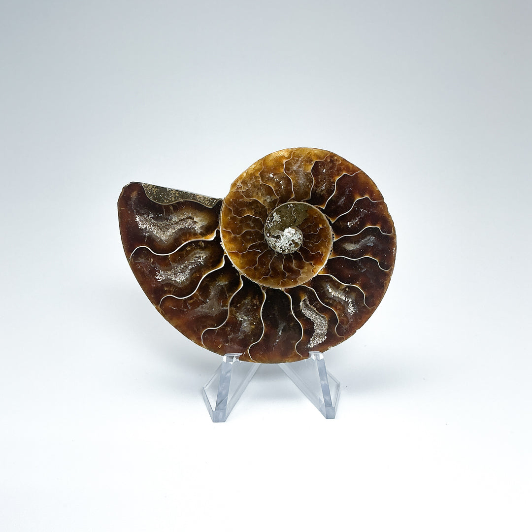 Chambered Ammonite