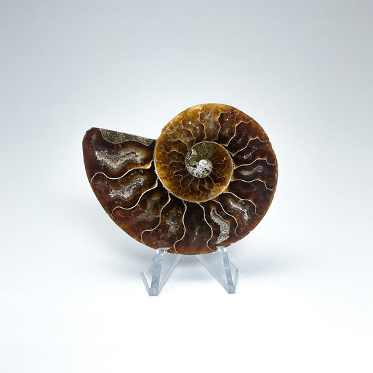 Chambered Ammonite