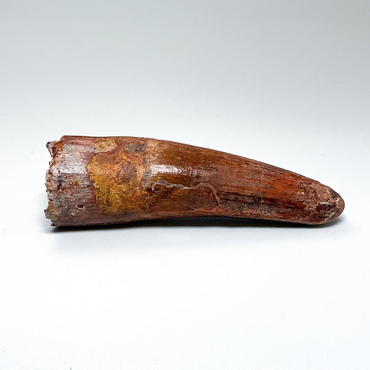 Fossilized Spinosaurus Tooth Specimen