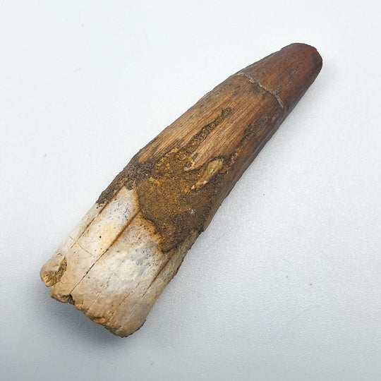 Fossilized Spinosaurus Tooth Specimen