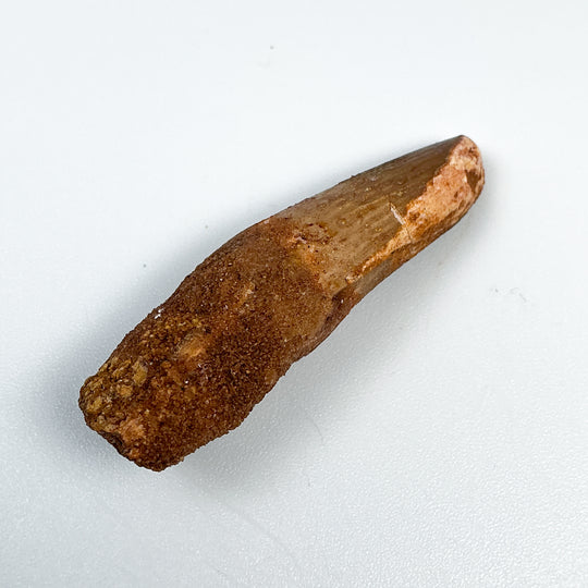 Fossilized Spinosaurus Tooth Specimen