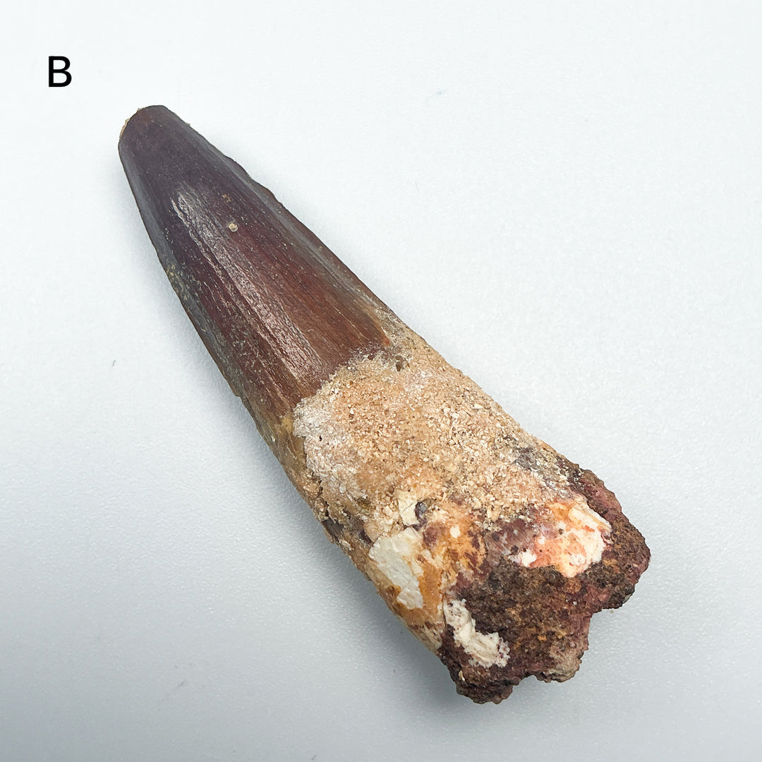 Fossilized Spinosaurus Tooth Specimen