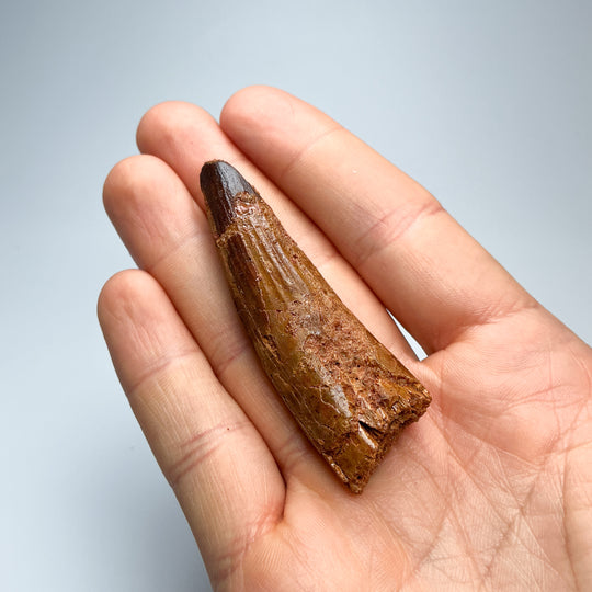 Fossilized Spinosaurus Tooth Specimen