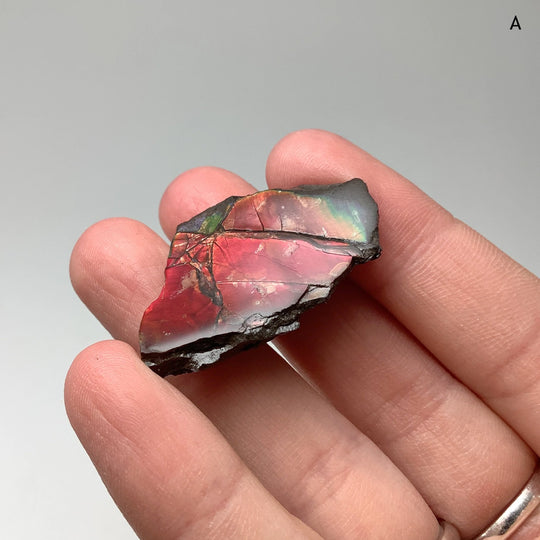 Ammolite Specimen - Rocks and Gems Canada