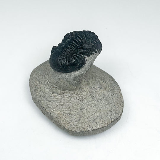 Trilobite Proetus Fossil