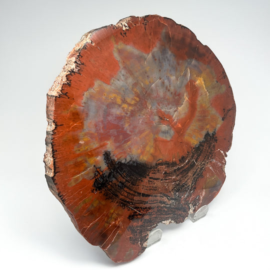 Petrified Wood Slice