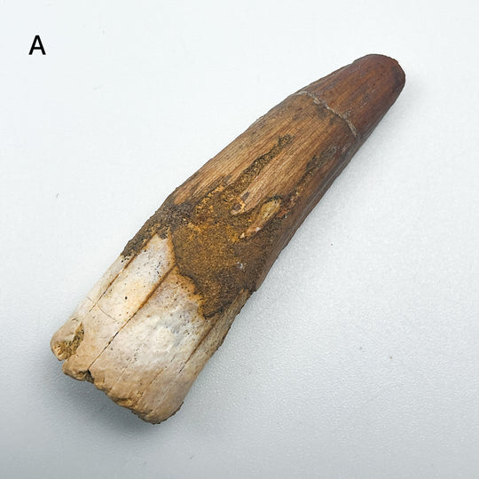 Fossilized Spinosaurus Tooth Specimen