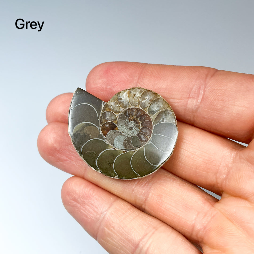 Chambered Ammonite - Rocks and Gems Canada