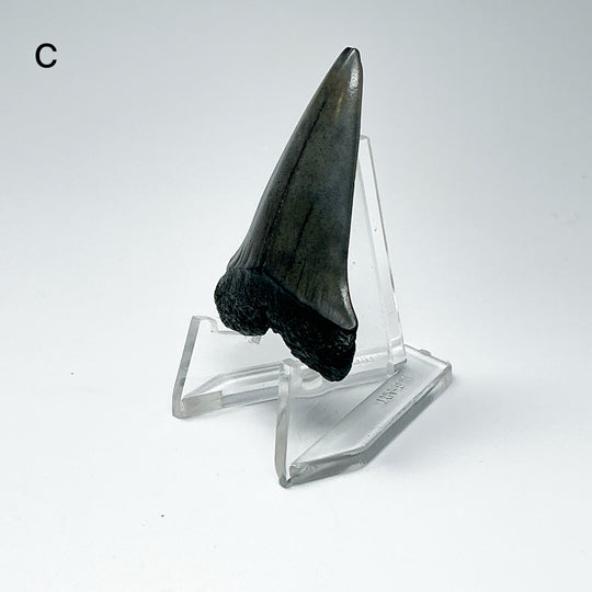 Fossilized Shark Tooth Specimen: Extinct Great White Shark