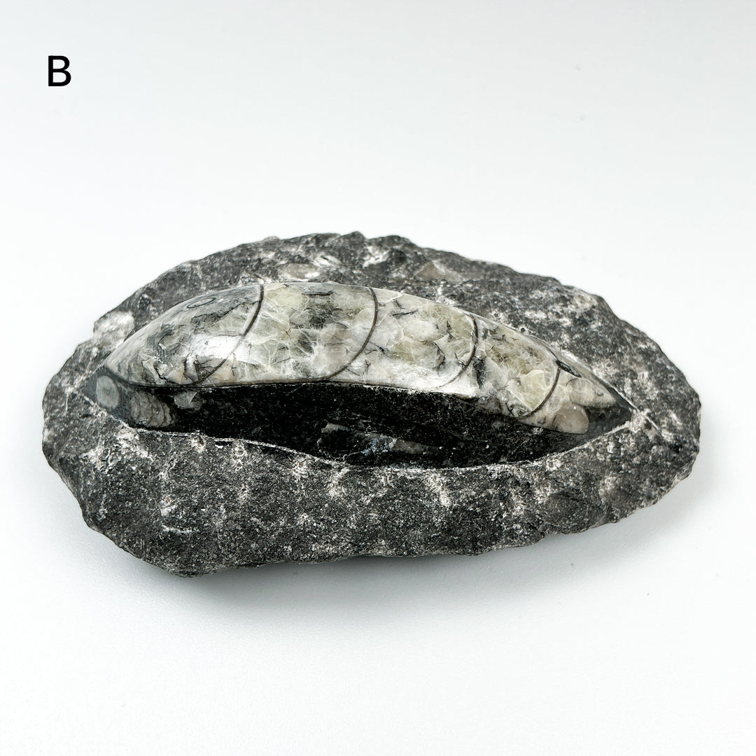Polished Orthoceras Fossil in Matrix