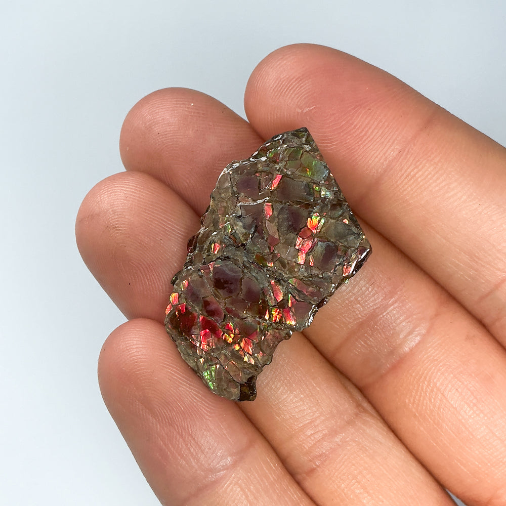Ammolite Specimen
