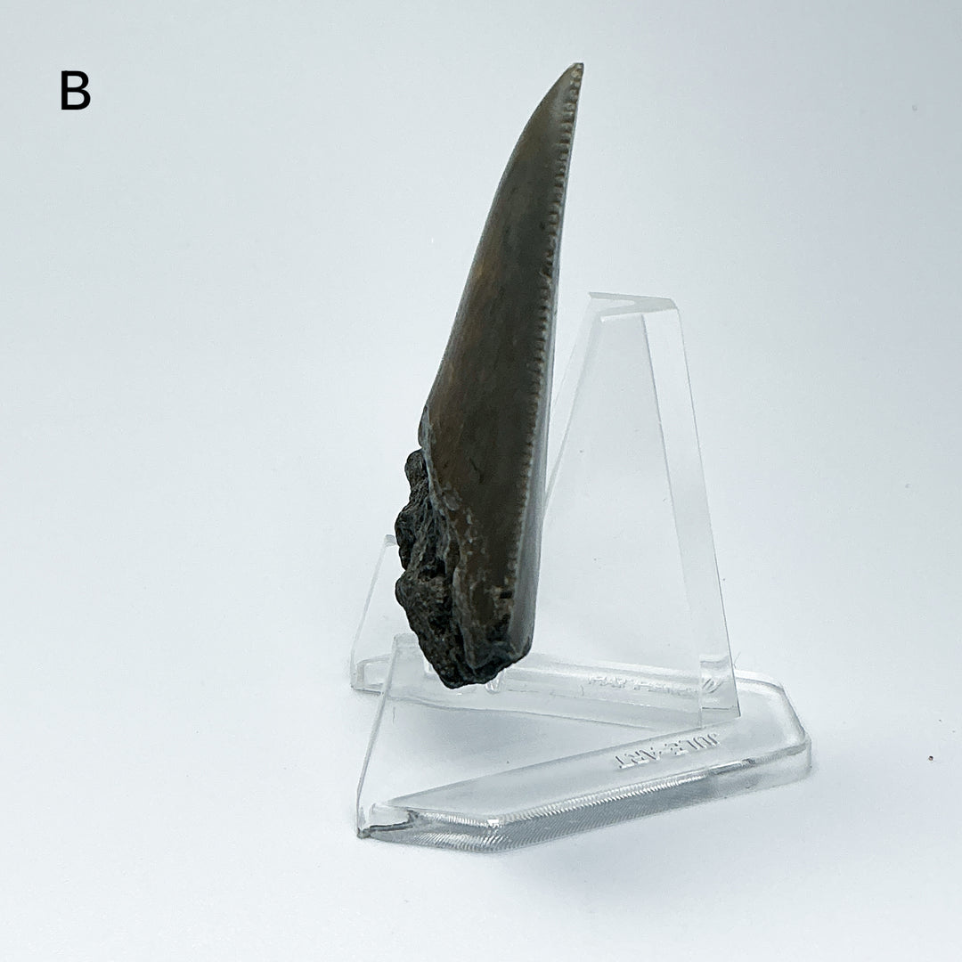 Fossilized Shark Tooth Specimen: Carcharodon Megalodon