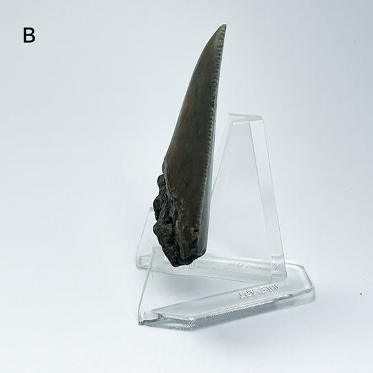 Fossilized Shark Tooth Specimen: Carcharodon Megalodon