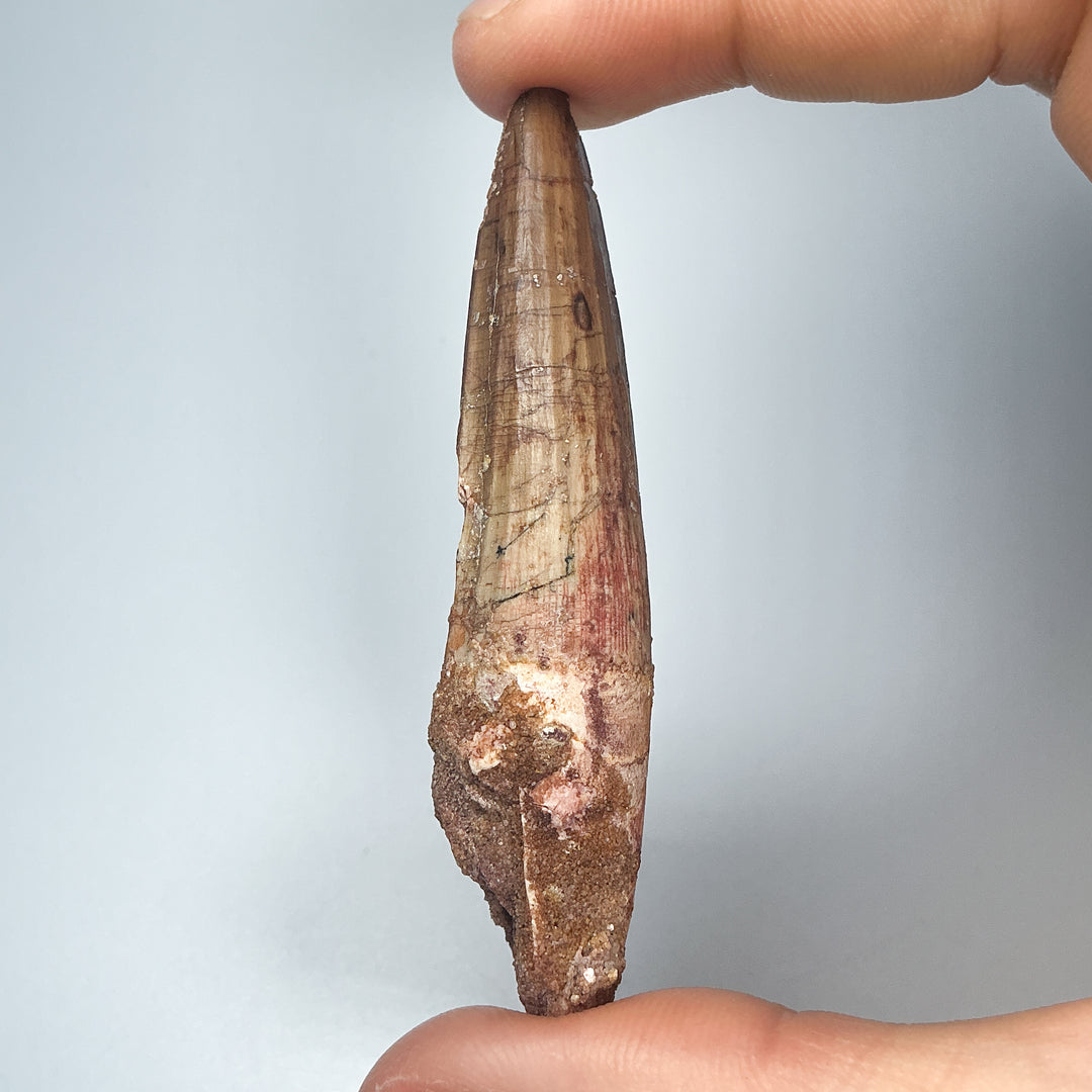 Fossilized Spinosaurus Tooth Specimen