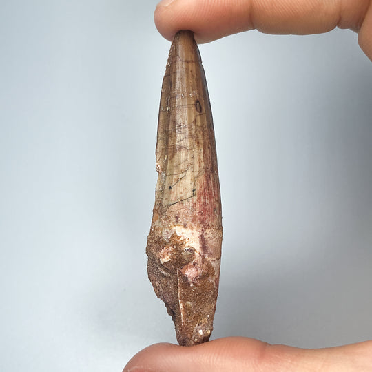 Fossilized Spinosaurus Tooth Specimen