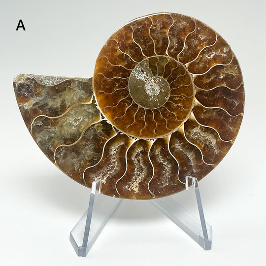 Chambered Ammonite