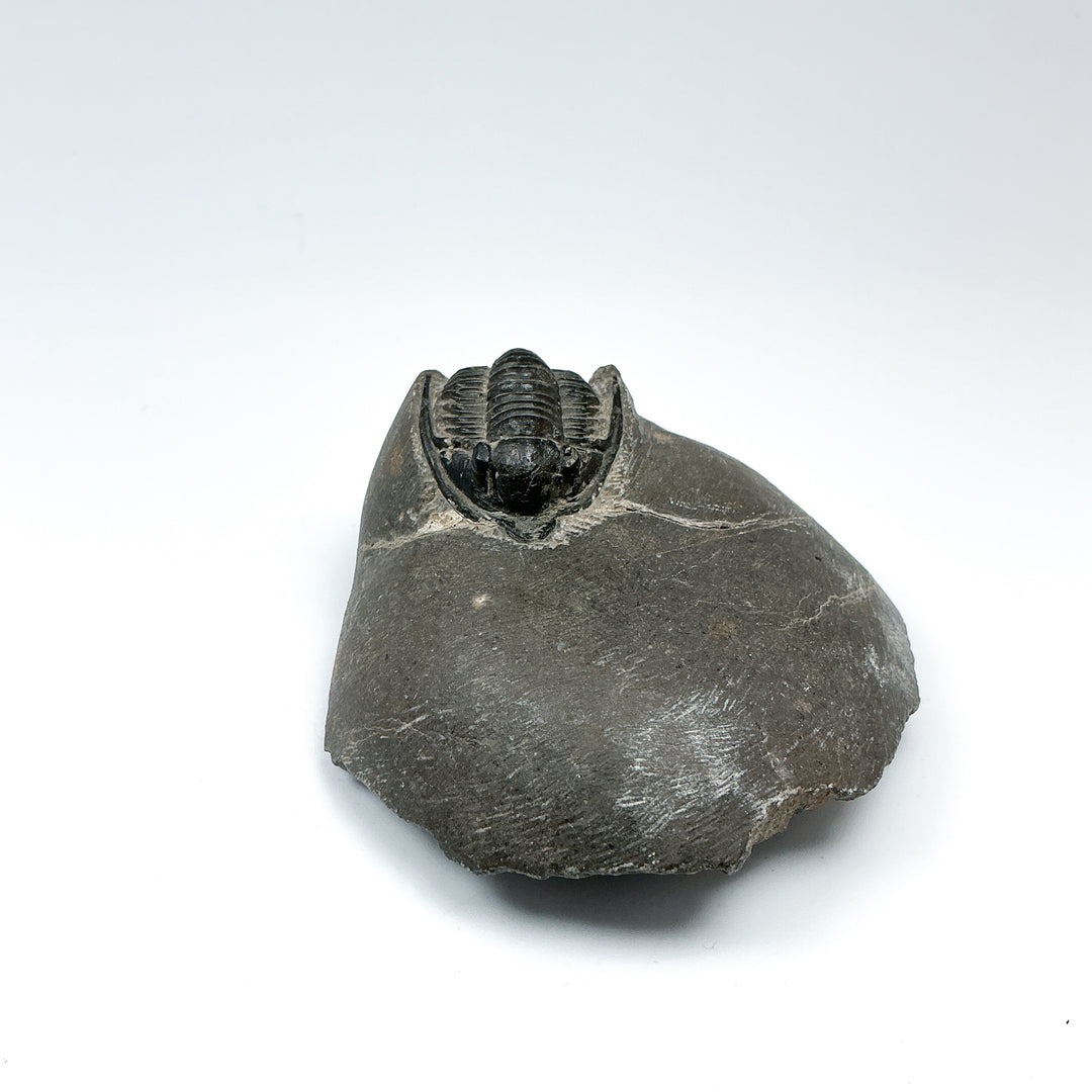 Trilobite Cornuproetus Fossil - Rocks and Gems Canada