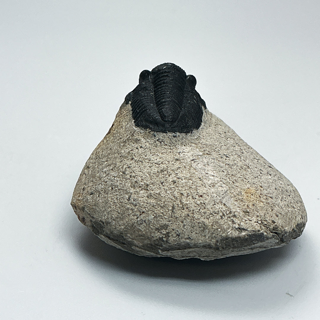 Trilobite Proetus Fossil