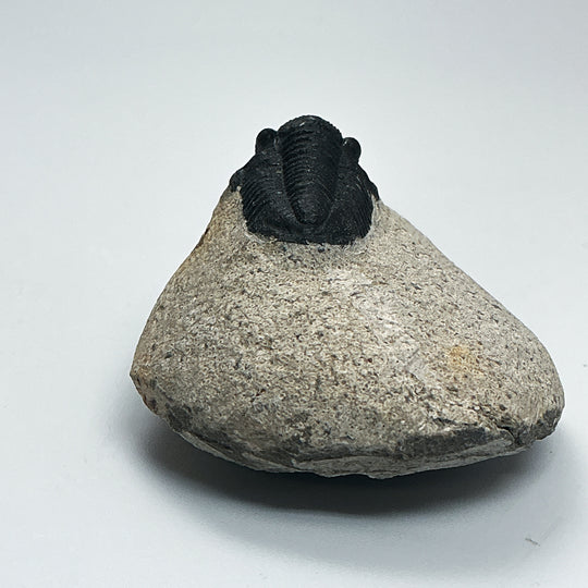 Trilobite Proetus Fossil