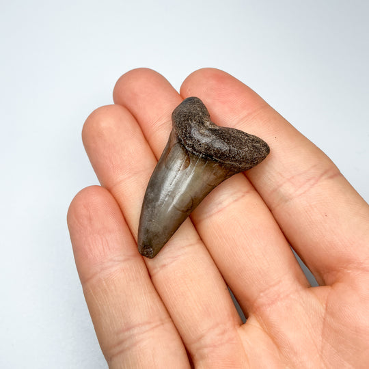 Fossilized Shark Tooth Specimen: Extinct Great White Shark