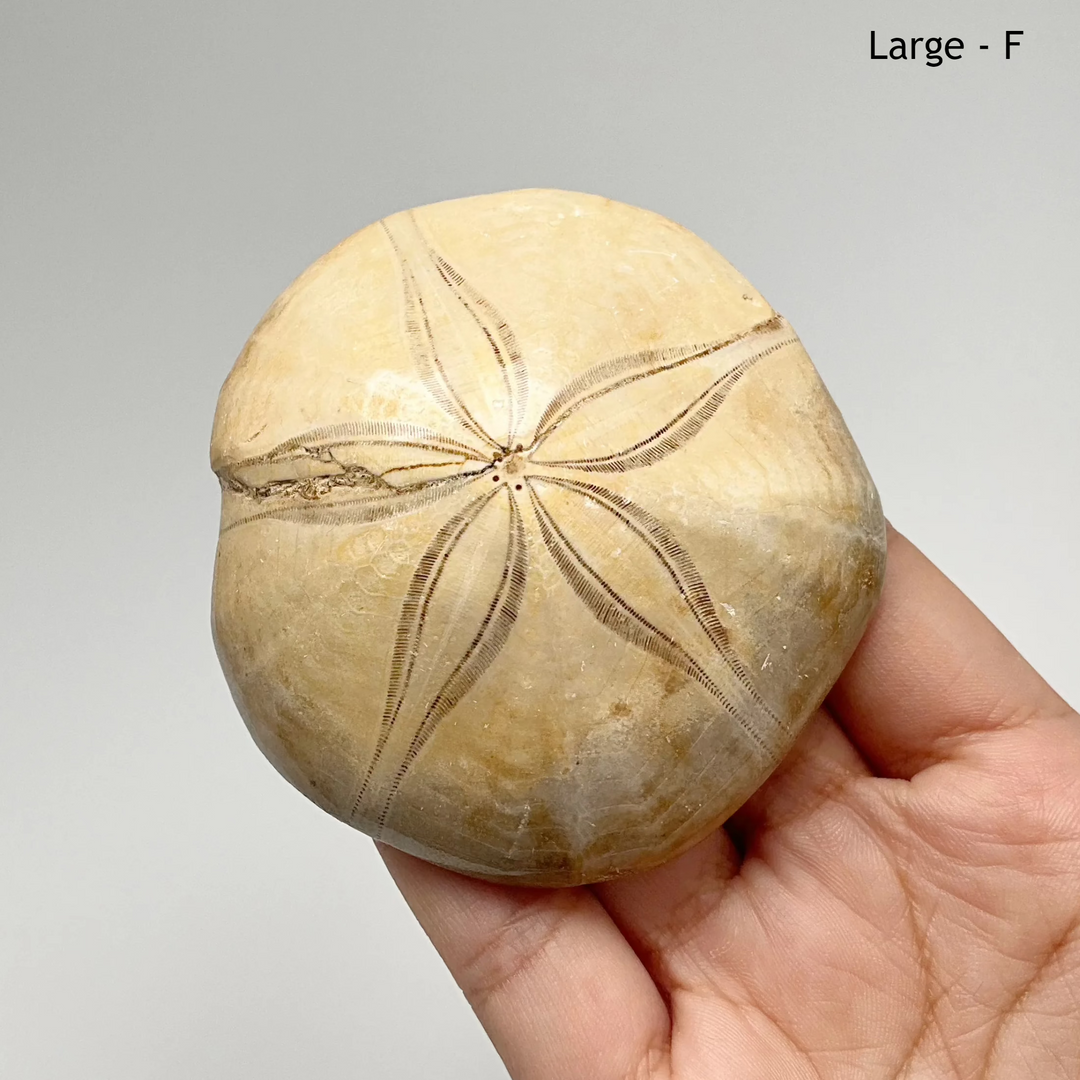 Sea Urchin Fossil - Rocks and Gems Canada