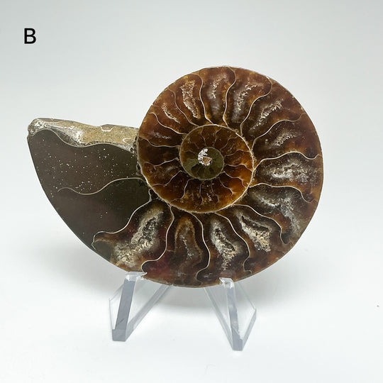 Chambered Ammonite
