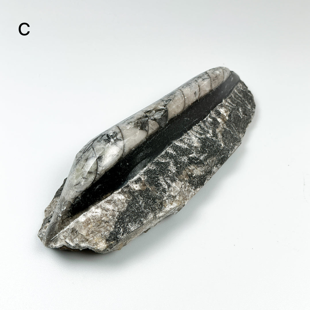 Polished Orthoceras Fossil in Matrix