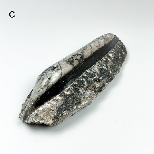 Polished Orthoceras Fossil in Matrix