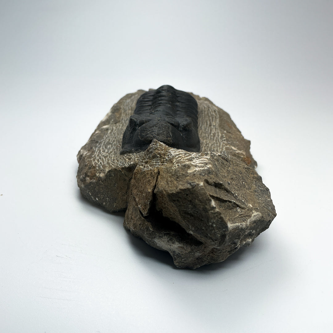 Trilobite Moroccanite Fossil
