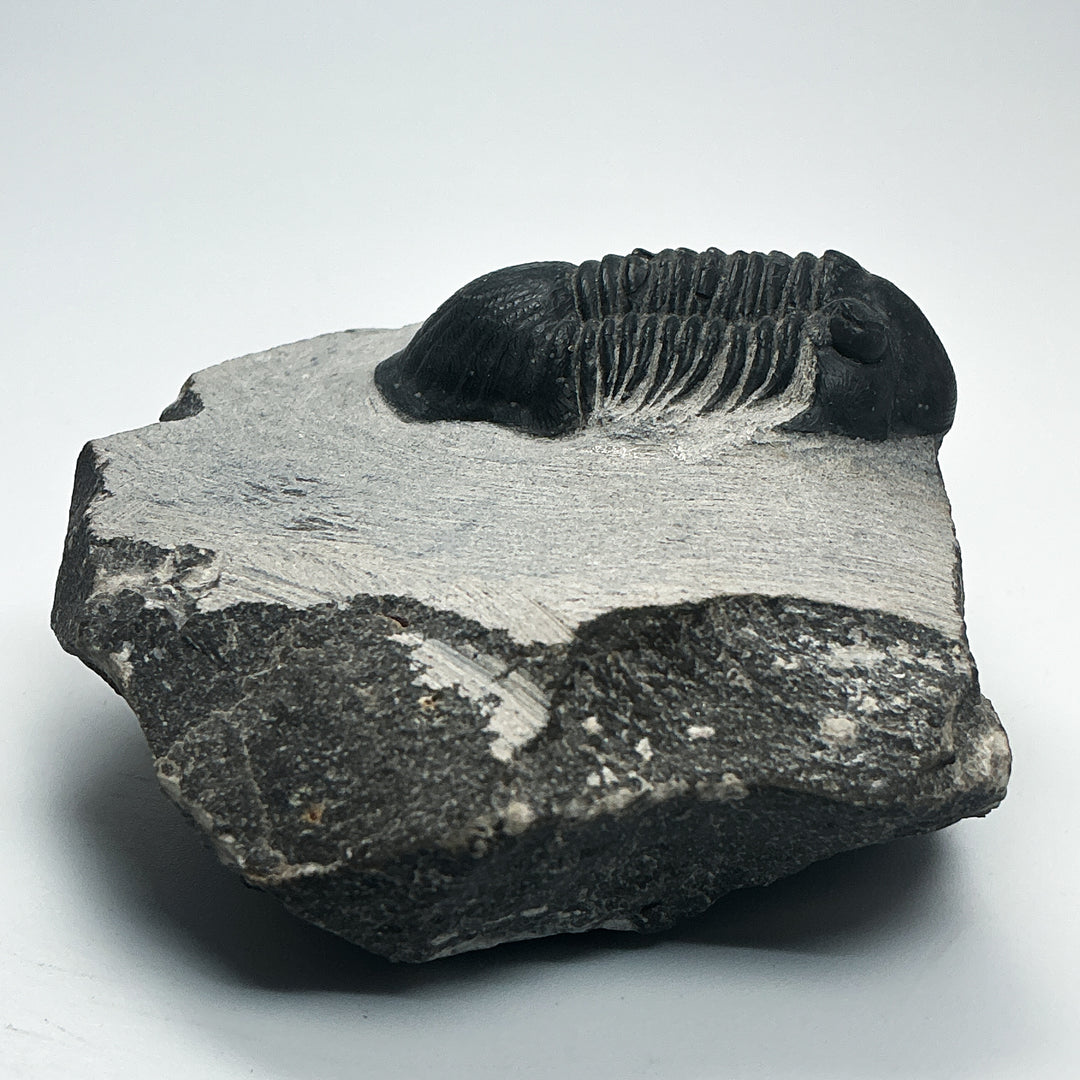 Trilobite Paralajurus Fossil